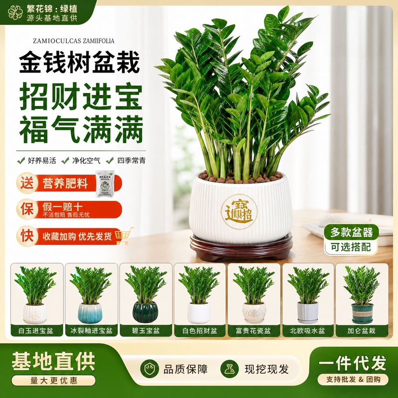 Office potted plants, indoor living room large green plants, easy-to-care-for flowers, housewarming fortune tree, large potted money tree Office potted plants, indoor living room large green plants, easy-to-care-for flowers, housewarming fortune tree, large potted money tree