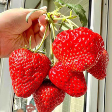 �ļ�������Ͳ�ݮ�綬�����������¼�ţ�̲�ݮ�箔��Y����ݮ����