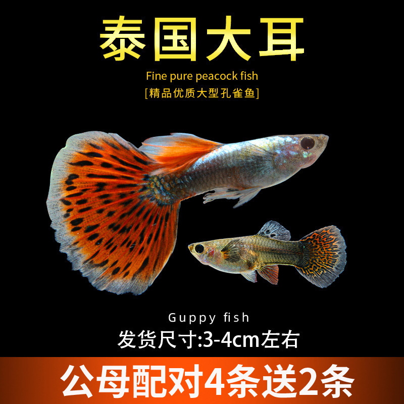 孔雀鱼精品小鱼缸观赏鱼好养耐活热带鱼活鱼天空蓝小型小鱼苗|undefined