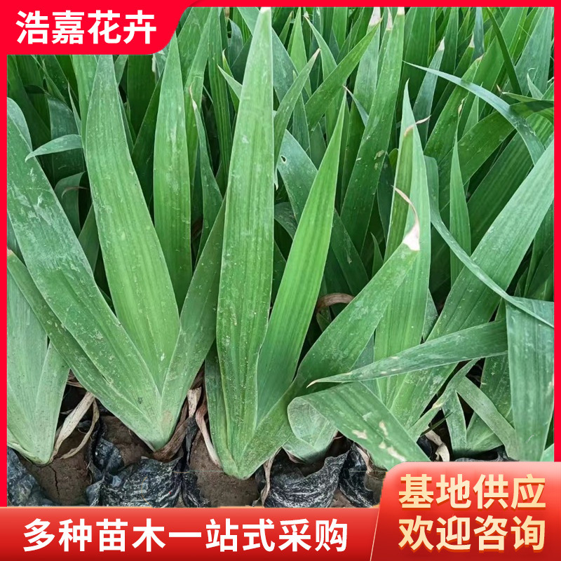 水生蓝花鸢尾盆栽 四家常绿花卉绿化工程苗美人蕉耐旱鸢尾蓝花