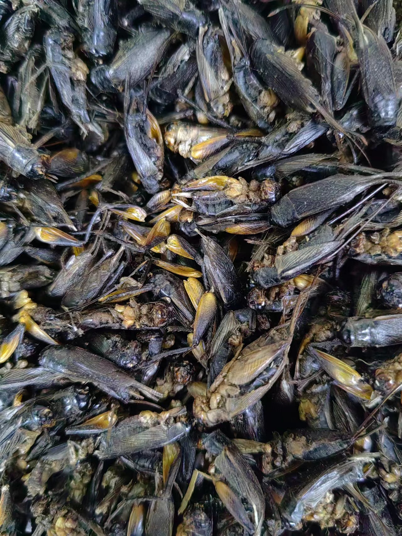 Cricket Dried (Gryllus testaceus) — Traditional Chinese Medicinal Herb, Bulk Dried Crickets quality and texture