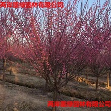 �t÷ԭ���޽��е��G�����ش�������÷�G÷��÷�軨Ⱦ����Ұ