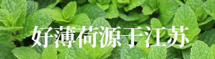 Bo He Ye (Mentha haplocalyx) — Dried Whole-Plant Mint Herb, 500g overview