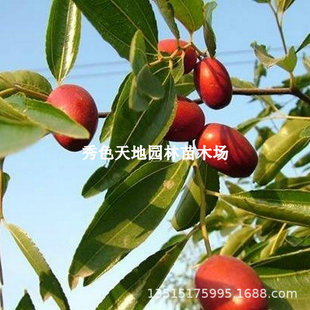 �������޽�̥��t�������Ϸ��������Ե��ԷNֲ�ڗ���䮔��Y��
