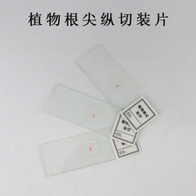 生物切片人体四大组织装片动植物细胞切片生物实验显微镜观垒德株