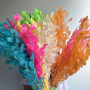 Silver Fan Leaf Dried Flower White Flower Material DIY Home Decoration Flower Bundle Natural Real Flower Silver Fan Leaf Dried Flower Eternal Flower