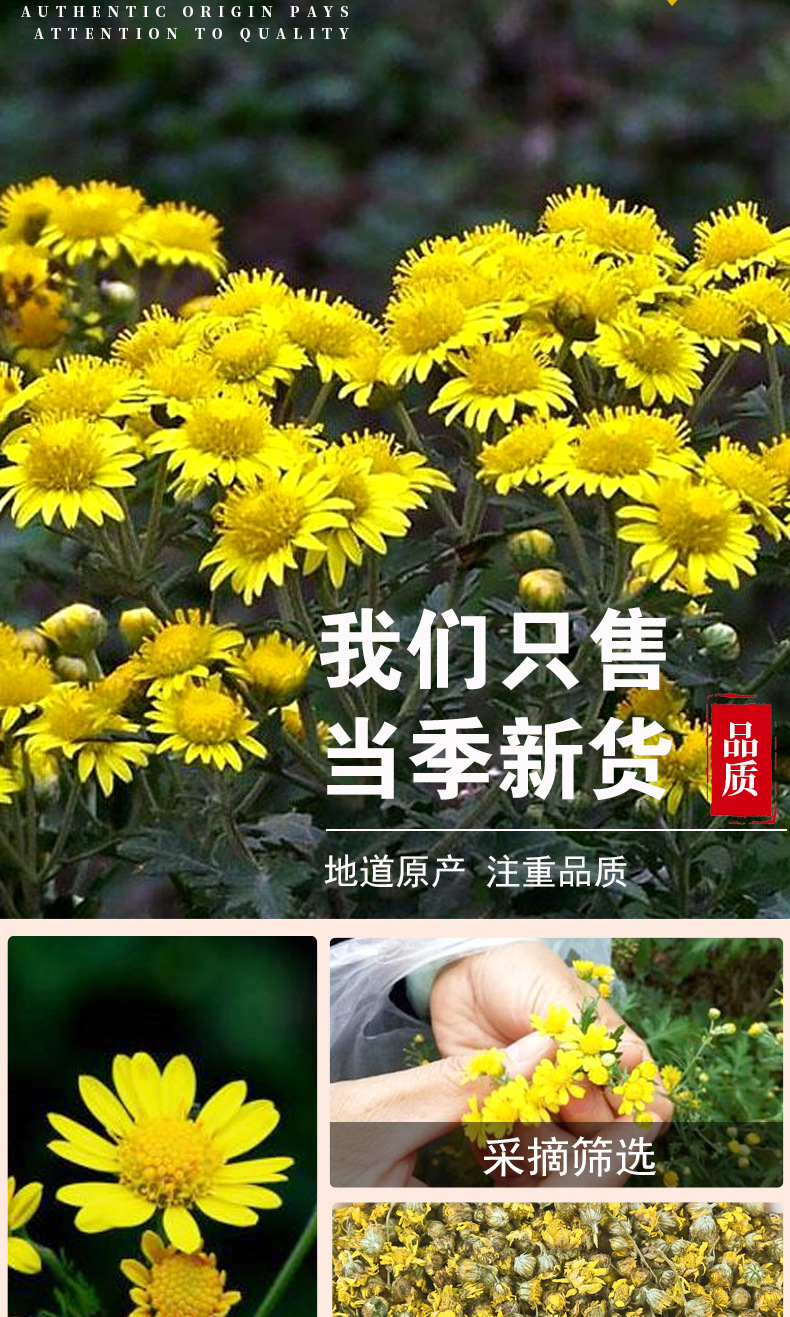 Wild Chrysanthemum Flowers (Chrysanthemum indicum) — Dried Ye Ju Hua Herbal Tea, 500g quality and texture