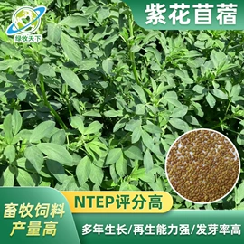 种子;草坪;草种子