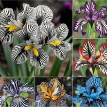 羳؛lymNӻɫlymN̨ļԻܷN