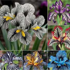 【跨境供货】条纹兰花种子混色条纹兰种籽阳台四季盆栽花卉种子