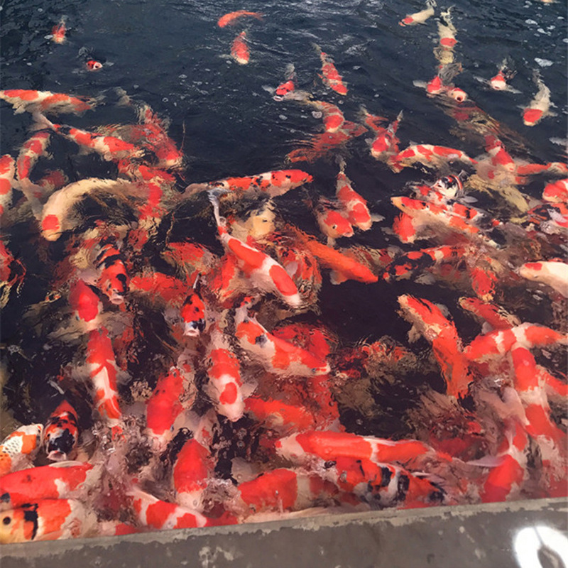 TB2Z8JaopooBKNjSZPhXXc2CXXa_!!