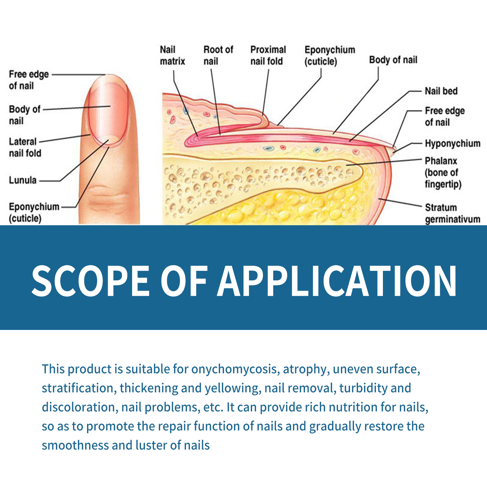 EELHOE smoothing essence soft thickening nail care liquid_voghion.com