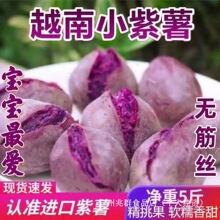 正宗越南小紫薯珍珠板栗紫薯特级新鲜低脂粉糯紫地瓜现挖沙地番薯