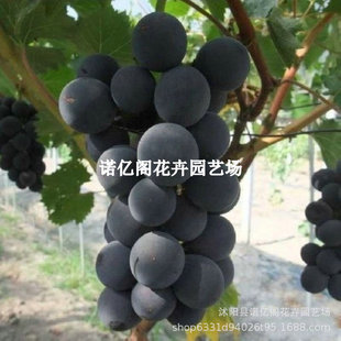 Summer Black Seedless Grape Saplings, North and South Courtyard Potted Ground Planting Grafted Seedless Grape Saplings That Bear Fruit in the Same Year
