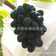 黑巴拉多黑玫瑰黑色甜菜早夏无核葡萄苗早熟甜葡萄树苖南北方种植