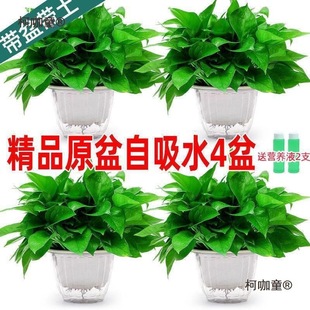 �G�jֲ��������l�G�}�����҃ȿ͏d�������Gֲˮ����B������̫��