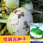恰麻古种子布留克种籽恰玛古蔬菜种子圆蔓菁芜菁圆盘菜土苤蓝蔬菜