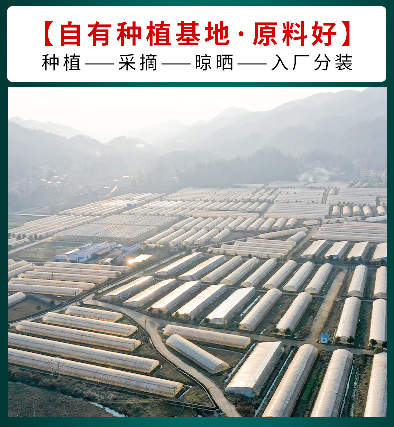 茶树菇_02.jpg
