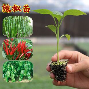 �m���ļ����������t���緬��������ʽ����콷��С�������Ծ���