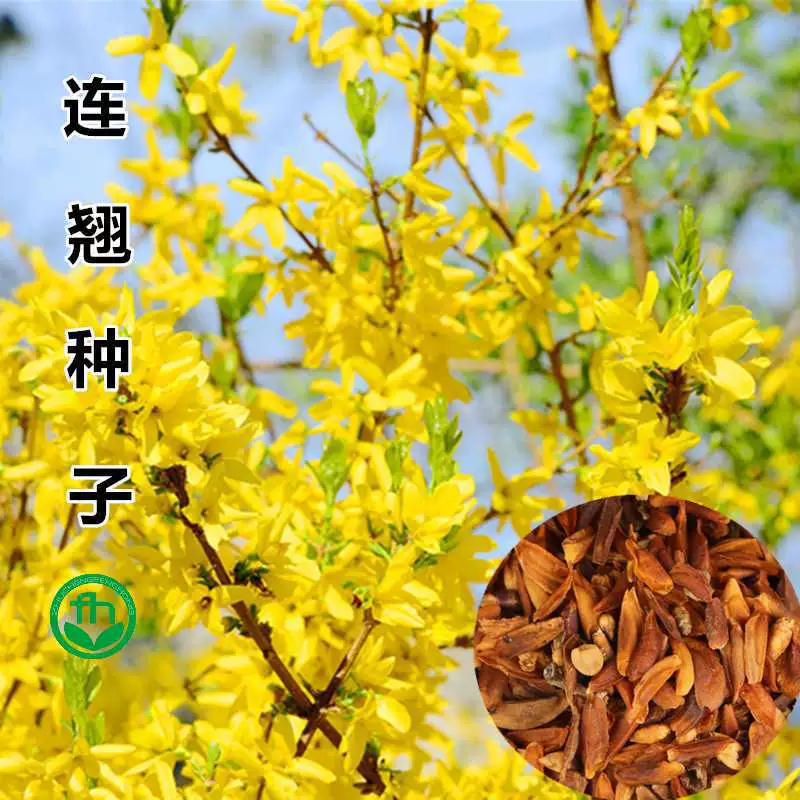 Семена весенних цветов распускаются с легким ароматом и полны золотистых веток. Семена форсайты устойчивы к вредителям и болезням, засухе и холоду.