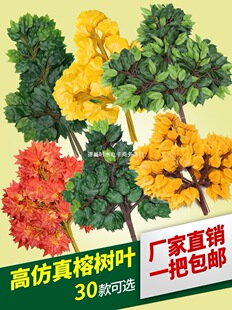 �����Ř��~�^�z�����Ř�֦�Gɫֲ���y�Ӽt���~�Ӽ٘�֦�b��쾰