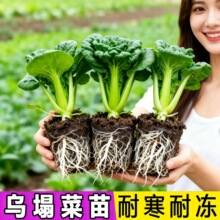 �S�Ğ�����������������ﶬ�ͺ����Ğ�������N���߲����������l