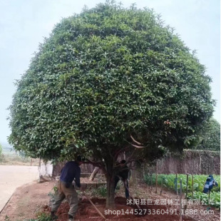 𻨘¹ԪtͥԺ𻨮_Ʒ𻨼޽