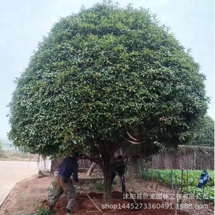Дерево османтуса, августовский лавр, чемпионский красный османтус, дворовый кустарник османтуса, цветение в том же году, высококачественные саженцы османтуса с прививкой.