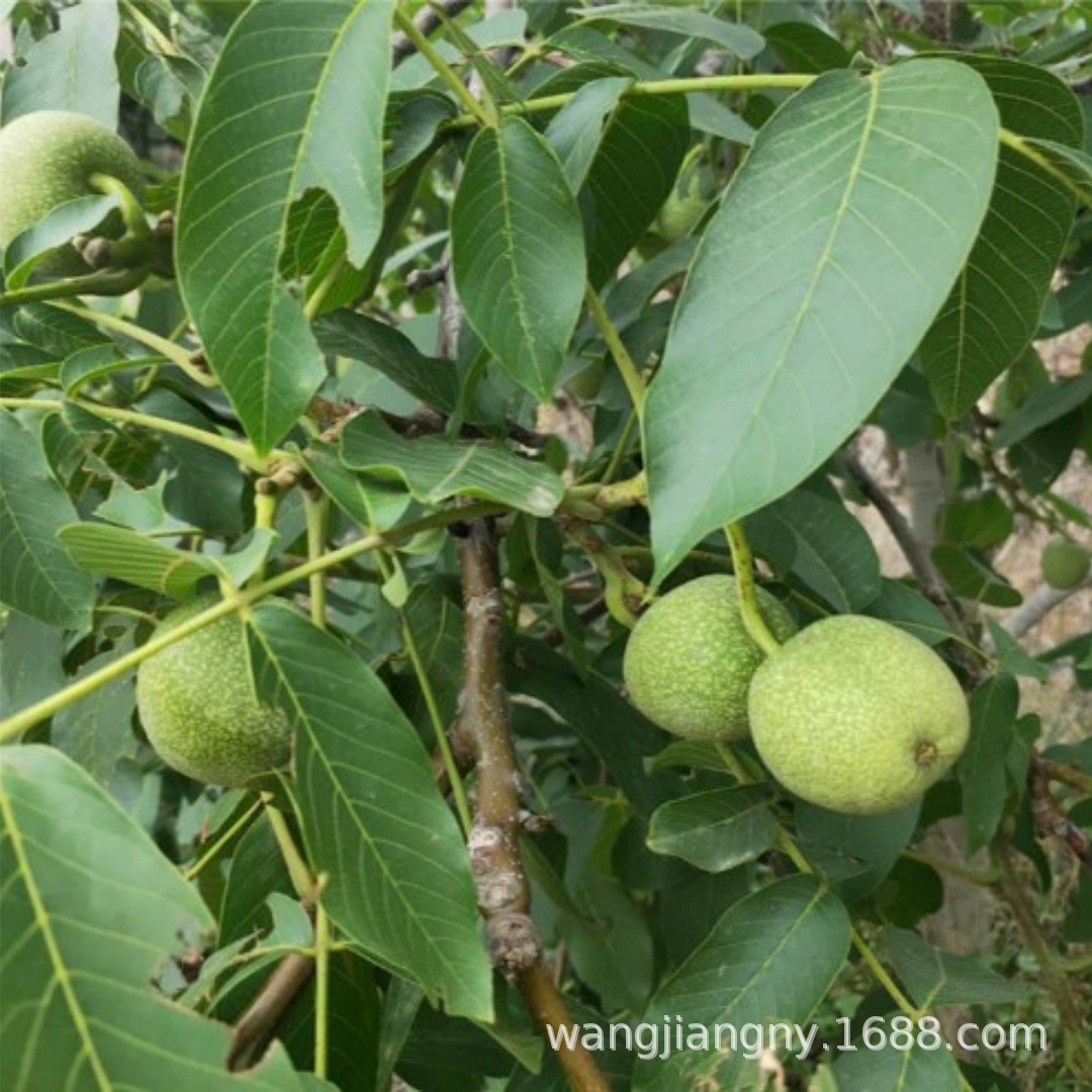 核桃树果苗嫁接薄壳纸皮文玩核桃苗树南北方种植庭院果树当年结果
