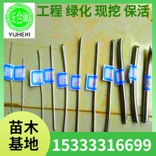 ��ľ����֧���F�z�����X������������֧���辰�����X�z��ܛ�辰