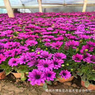 �Ϸ��f�۾����� �{�۾վG�����̹��@�r��ݻ����� �f�۾ջ���