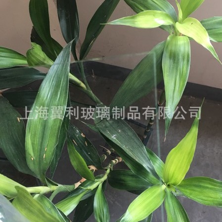 无反射玻璃 无反光玻璃 低反射高透玻璃 AR高透低反射玻璃钢化