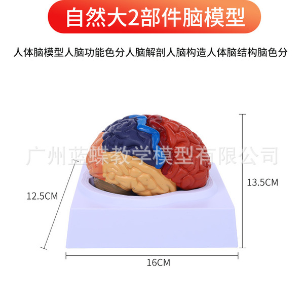 Brain model brain function regional color division model Human brain…