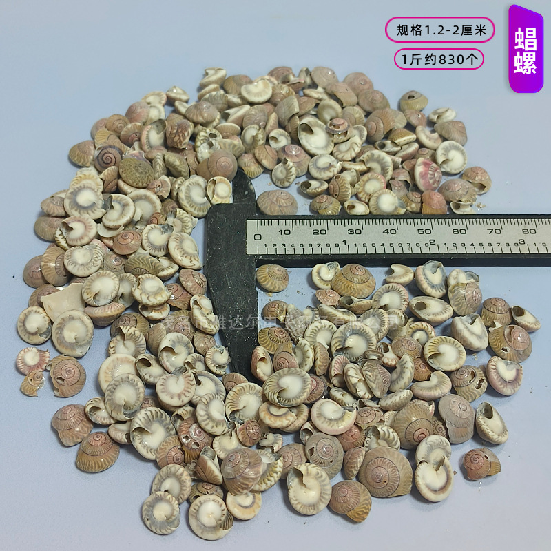 貝殻と法螺貝 1～2cmをポンド単位で販売、貝殻と砂を混ぜて手作りのDIYテーブルを製作、ドリフトボトルを製作|undefined