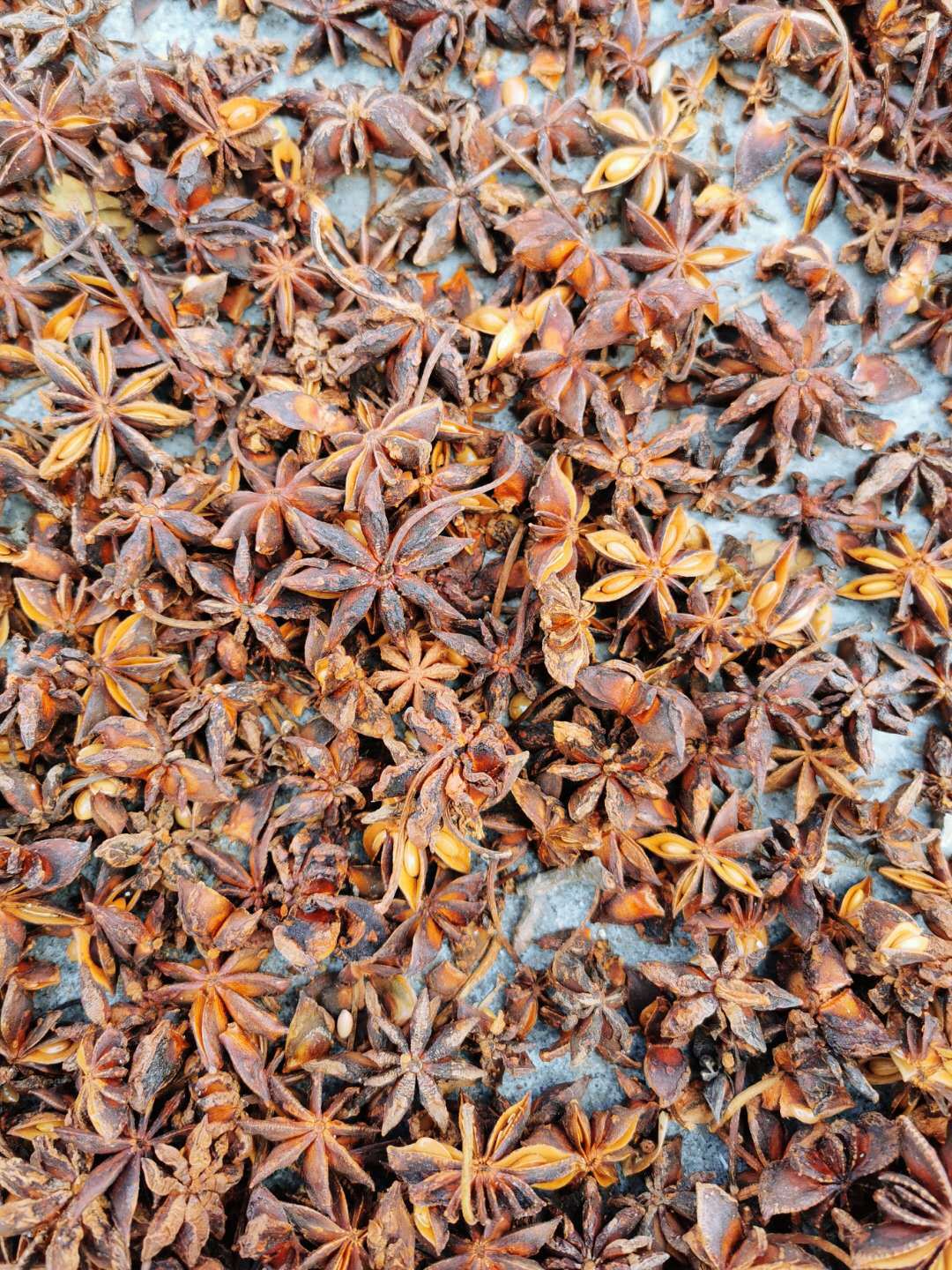 Whole Star Anise Da Hui Xiang Dried Illicium verum Fruit Culinary Spice 500g quality and texture