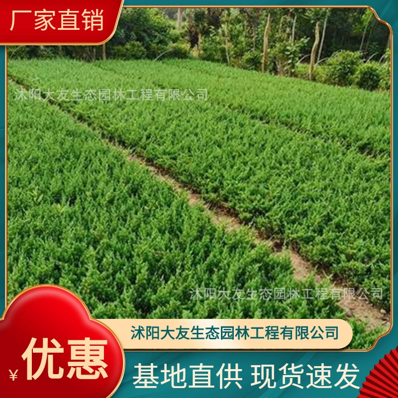 База оптом собственного производства и собственной продажи укладка пола саженцы кипариса озеленение живописных мест озеленение дорог Садовая техника Озеленение саженцев