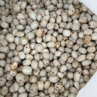 �������l���N���۹���������ͨ�����ӣ��ᗗ��