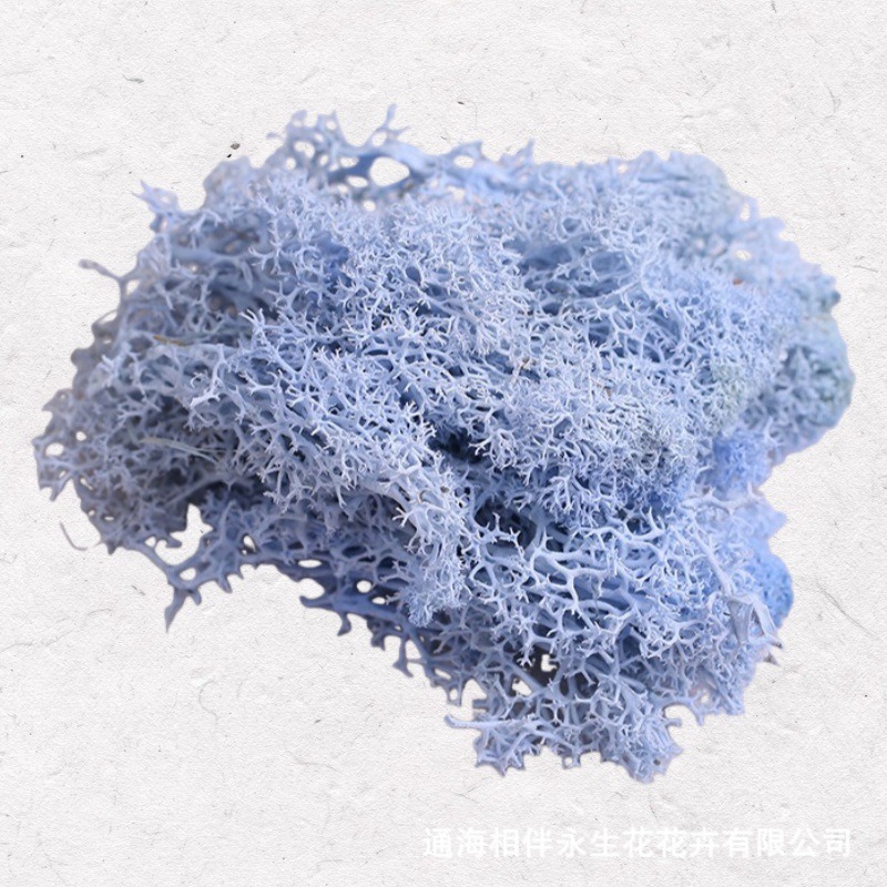Light Blue·Eternal Moss
