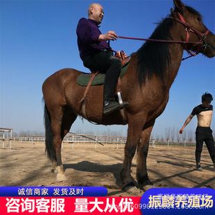 �F؛������c�T���R�;��^�Rƥ�\Մ�Rƥ�ăr���Rƥ�ٲ�ʳ�Ԅ���
