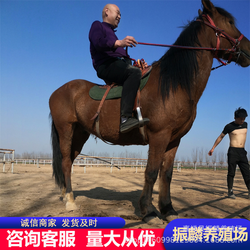 现货供应婚庆骑乘马和景区马匹浅谈马匹的价格马匹属草食性动物