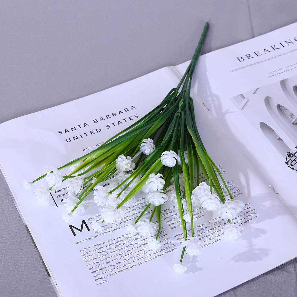 Camelia chuncao - Blanco - al161 - 136 - 7