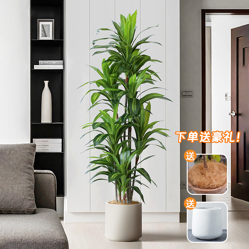 高端轻奢巴西铁树 盆栽大型仿真植物室内客厅摆件装饰仿真巴西木