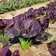 貴妃紫青菜種子 上海青種子上海青精品四季種植高產蔬菜紫油 新疆