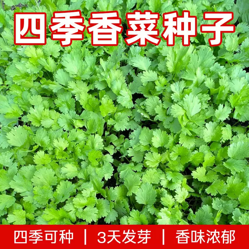 新种推荐四季香菜种子阳台田园庭院盆栽大田源头厂家蔬菜一级良种