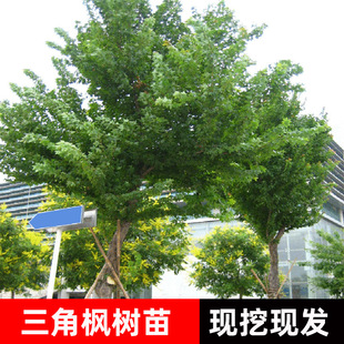 ���Ǘ�����@�־��^�쾰ֲ���ļ��^�p��ľ��ɽ�G���е��ͺ��~�Ә�