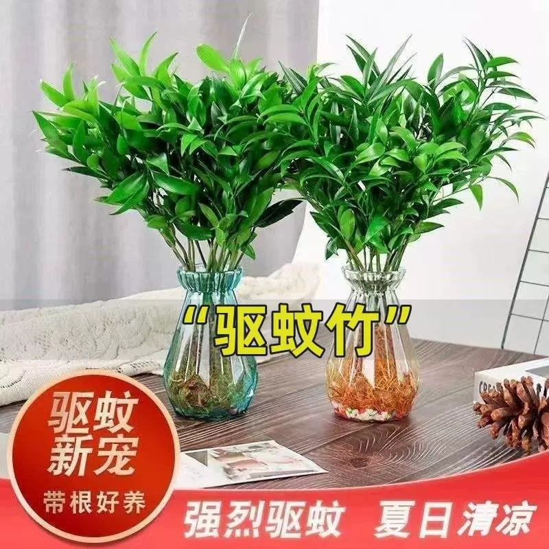 Репеллент от комаров, бамбук и кипарис, гидропонные растения, горшечные цветы потоса, комнатные цветы, офисные зеленые растения, денежное дерево, поглощает формальдегид