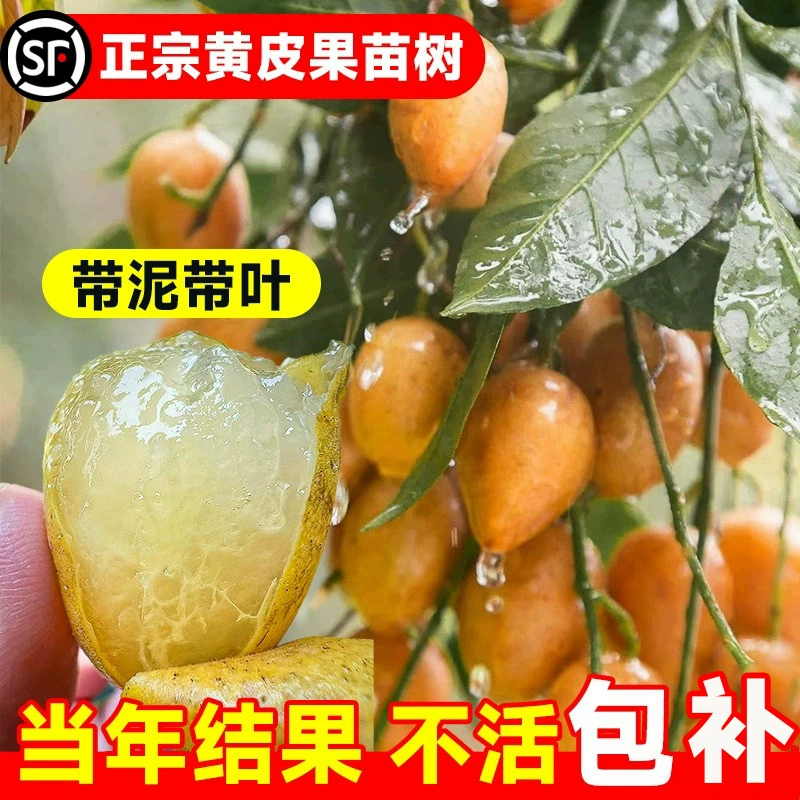 Саженцы желтых бескостных саженцев сладких фруктовых деревьев для посадки в горшках на балконе в южных регионах, подходящих для дворовых садов Гуанси.