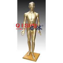 QS-LT501A �������ͭ�� 178CM(��ͭɫ����ҽ�����