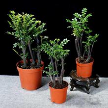 С�~��̴�辰�����Ϻڹǲ������҃��̨���Ի��ܾGֲ�ͺ��ļ�����