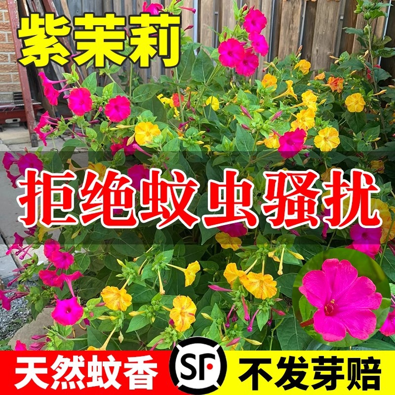 花种子好活室外紫茉莉庭院景观绿化盆栽地雷花夜来香花籽花卉种子